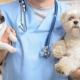 PEDIATRIC-SPAY-and-NEUTER,-Yes-or-No.jpg